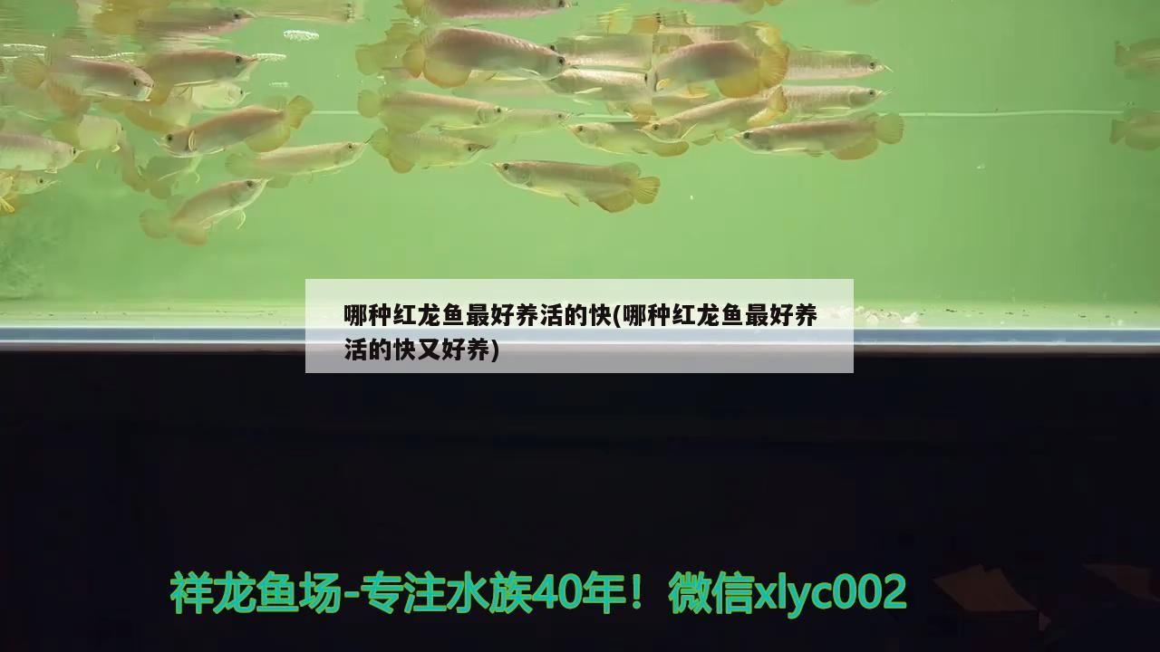 哪種紅龍魚最好養(yǎng)活的快(哪種紅龍魚最好養(yǎng)活的快又好養(yǎng)) 哪種紅龍魚最好養(yǎng)活的快(哪種紅龍魚最好養(yǎng)活的快又好養(yǎng)) 錦鯉魚百科