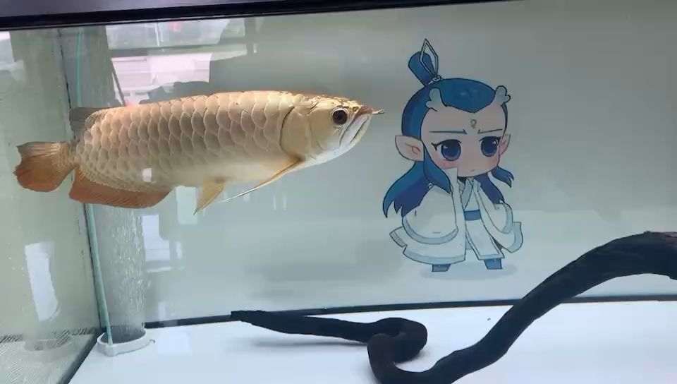 欽州市欽南區州海觀賞魚銷售店