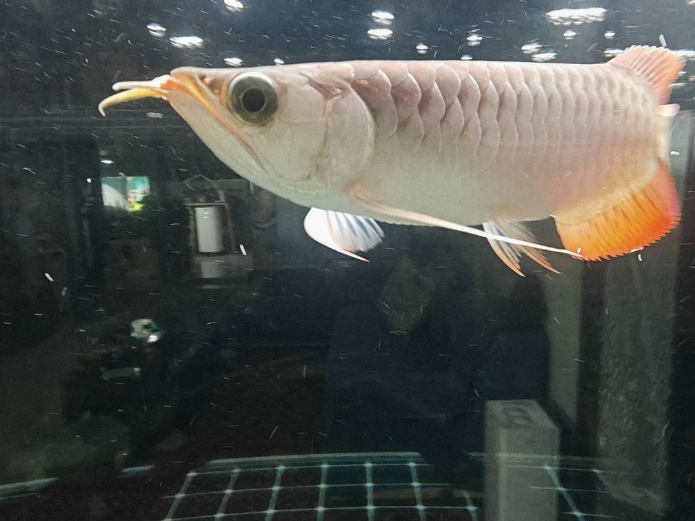 星點龍魚和銀龍魚哪個更好養？，星點龍魚和銀龍魚哪個更好養， 星點龍魚和銀龍魚哪個更好養？，星點龍魚和銀龍魚哪個更好養， 龍魚百科 第2張