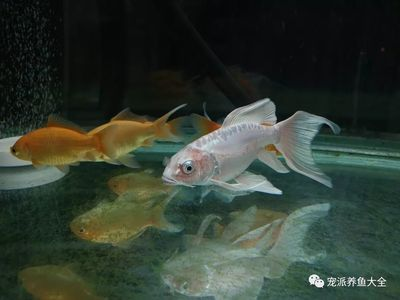 蝴蝶鯉充血放什么藥最好(蝴蝶鯉充血原因分析) 蝴蝶鯉百科 第2張 蝴蝶鯉充血放什么藥最好(蝴蝶鯉充血原因分析) 蝴蝶鯉充血放什么藥最好(蝴蝶鯉充血原因分析) 蝴蝶鯉百科 第2張