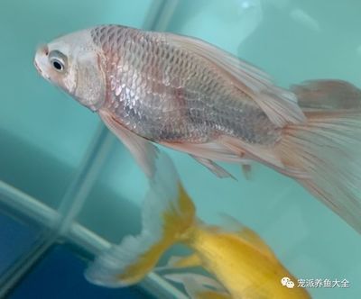 蝴蝶鯉充血放什么藥最好（蝴蝶鯉充血原因分析）