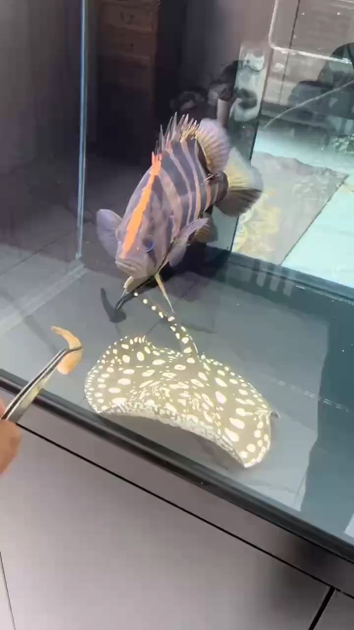 趁著還能吃 就多喂喂吧 人生苦短 魚更短