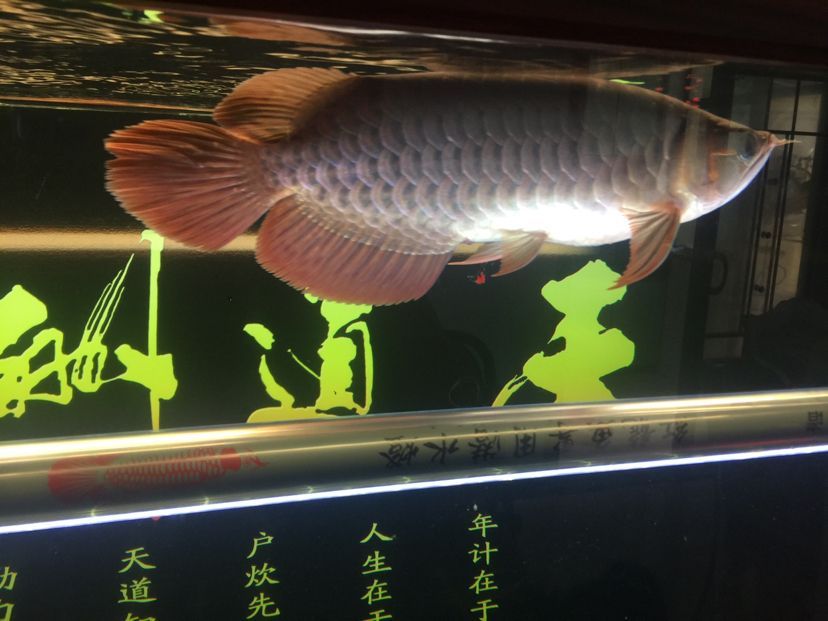 山南水族館龍魚之家圈 山南水族館龍魚之家圈 龍魚之家 第2張