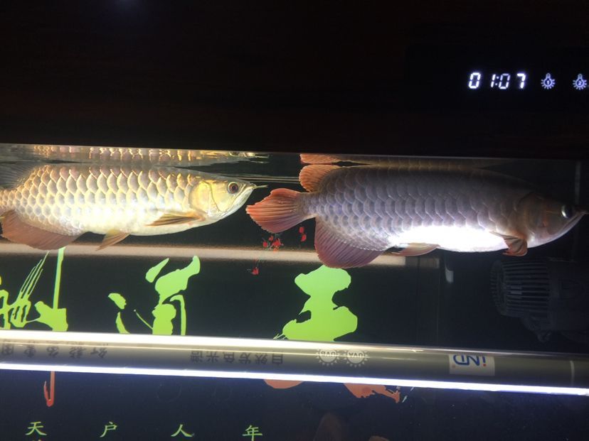 山南水族館龍魚之家圈 山南水族館龍魚之家圈 龍魚之家 第4張