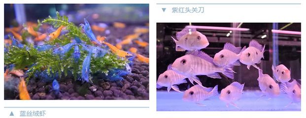 觀賞魚類養殖課件（c海水觀賞魚的養護秘籍）