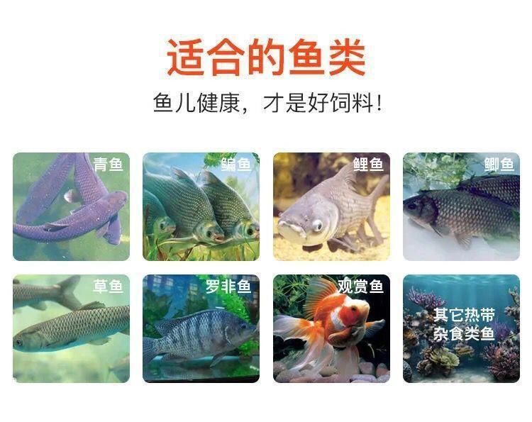 觀賞魚類養殖課件（c海水觀賞魚的養護秘籍）
