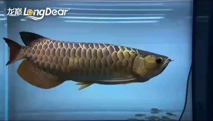 轉發725