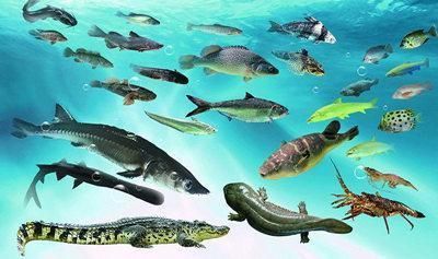 觀賞魚類養殖課件（c海水觀賞魚的養護秘籍）