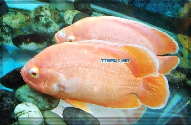 觀賞魚論壇彭少（關于彭少在觀賞魚論壇的相關信息）