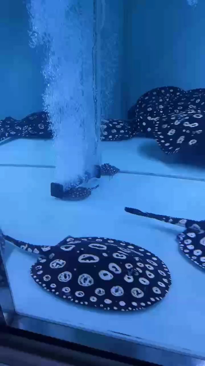 加油 加油 龍魚論壇