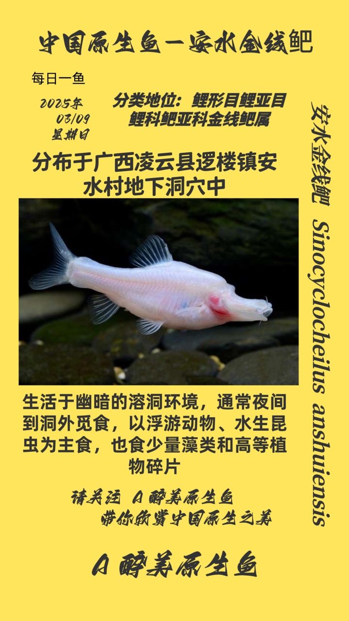 安水金線鲃 安水金線鲃 龍魚論壇