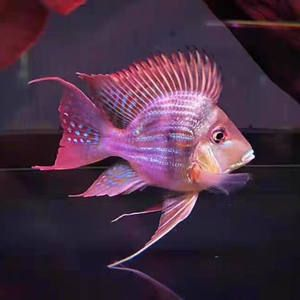 元寶鳳凰魚怎么養的好一點呢圖片：元寶鳳凰魚的飼養方法