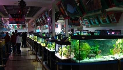 大魯店賣觀賞魚在哪（北京市朝陽區黑莊戶鄉大魯店東街( 大魯店賣觀賞魚在哪（北京市朝陽區黑莊戶鄉大魯店東街( 和興紅龍 第4張