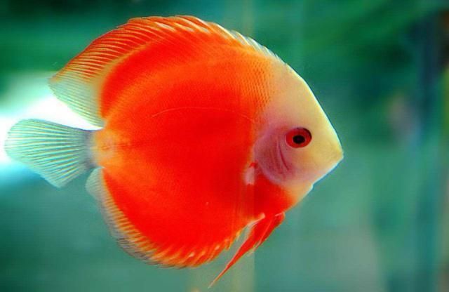 魚(yú)尾充血最快消除方法（觀賞魚(yú)尾充血怎么辦）