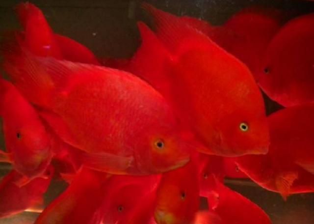 魚尾充血最快消除方法（觀賞魚尾充血怎么辦） 魚尾充血最快消除方法（觀賞魚尾充血怎么辦） 蝴蝶鯉百科 第2張
