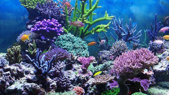 詳解青龍魚的風水作用，青龍魚和金龍魚有什么區別， 詳解青龍魚的風水作用，青龍魚和金龍魚有什么區別， 龍魚百科 第1張