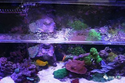 60的魚缸8個厚需要加拉筋嗎：60cm高的魚缸8個厚不需要加拉筋