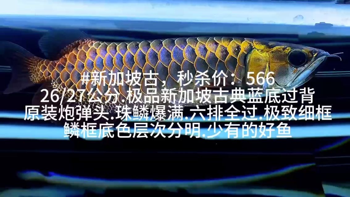 #新加坡古典秒殺價(jià)：566 26/27公 #新加坡古典秒殺價(jià)：566 26/27公 龍魚論壇