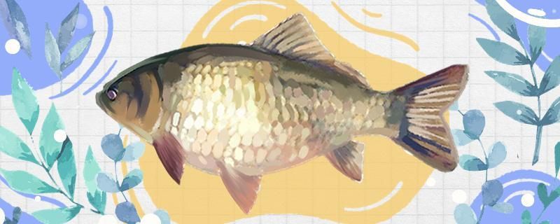 飼料 自己做大型魚缸怎么做好看(自己做大型魚缸怎么做好看又簡單) 赤元素 自己做大型魚缸怎么做好看(自己做大型魚缸怎么做好看又簡單) 自己做大型魚缸怎么做好看(自己做大型魚缸怎么做好看又簡單) 赤元素