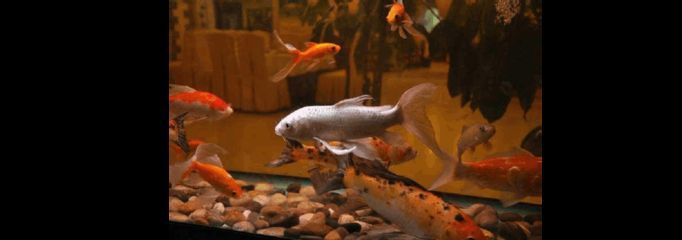 觀賞魚值錢（血紅龍魚的飼養秘籍血紅龍魚的飼養秘籍血紅龍魚的飼養秘籍）