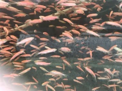 觀賞魚值錢（血紅龍魚的飼養秘籍血紅龍魚的飼養秘籍血紅龍魚的飼養秘籍）