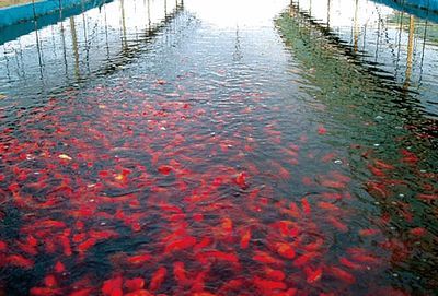 觀賞魚值錢（血紅龍魚的飼養秘籍血紅龍魚的飼養秘籍血紅龍魚的飼養秘籍）