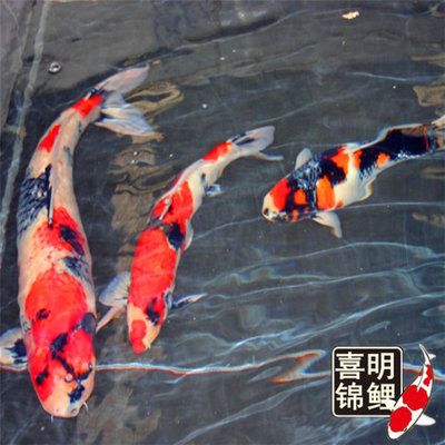 龍鳳錦鯉長大以后的樣子（錦鯉成年后的顏色變化）