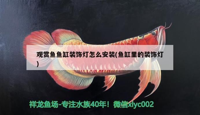 龍魚打斗咬傷用諾佛沙星可以嗎vs祥龍魚場：龍魚打斗咬傷用諾佛沙星可以嗎 龍魚打斗咬傷用諾佛沙星可以嗎vs祥龍魚場：龍魚打斗咬傷用諾佛沙星可以嗎 vs祥龍魚場 第2張