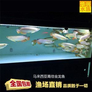 觀賞金龍魚價格走勢圖表最新版 觀賞金龍魚價格走勢圖表最新版 龍魚百科 第2張