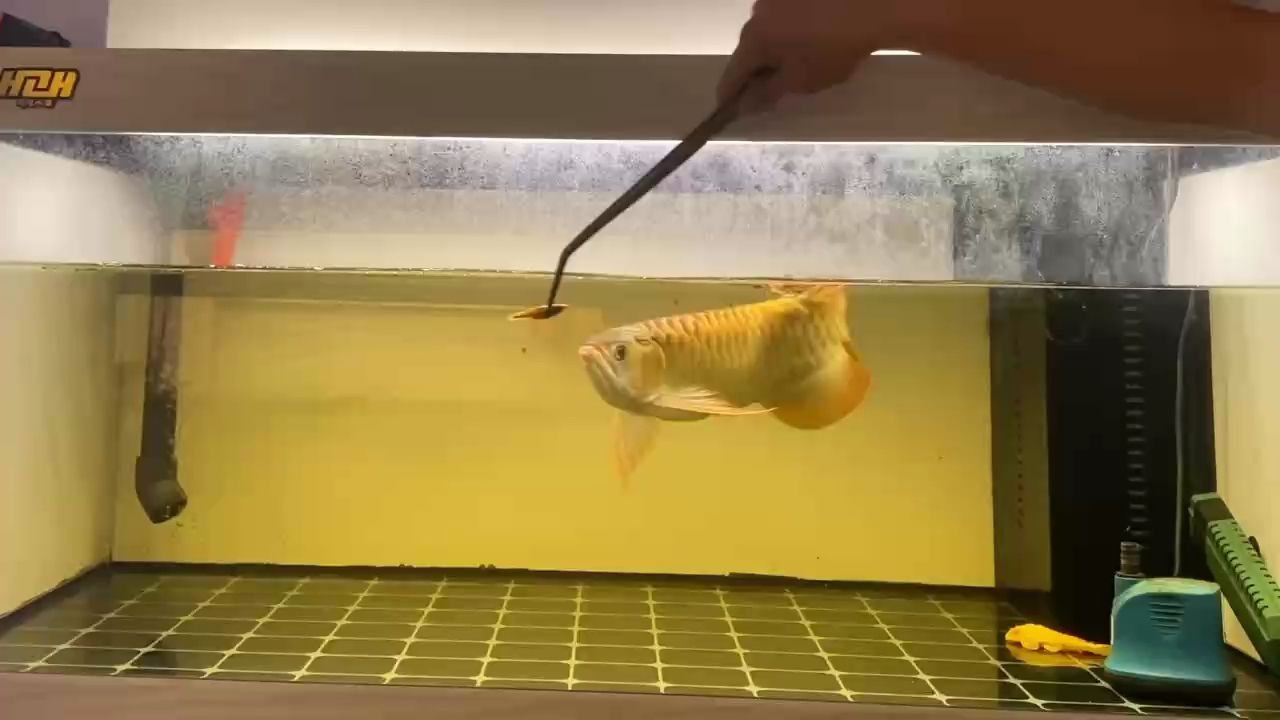 遛狗了