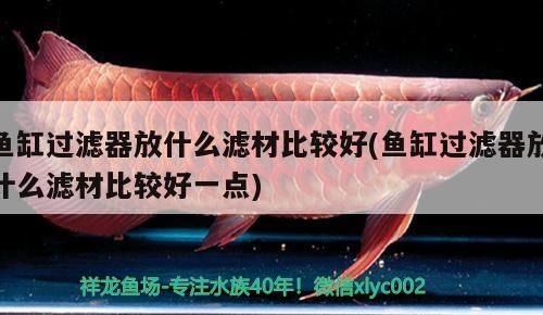魚缸過濾器放什么濾材比較好(魚缸過濾器放什么濾材比較好一點) 魚缸過濾器放什么濾材比較好(魚缸過濾器放什么濾材比較好一點) 元寶鳳凰魚百科