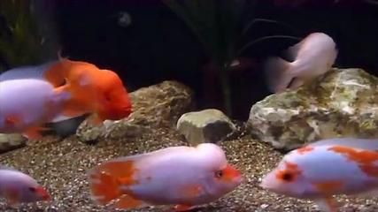 魟魚盤子被咬爛是什么魚咬的：\"魟魚盤子被咬爛是什么魚咬的