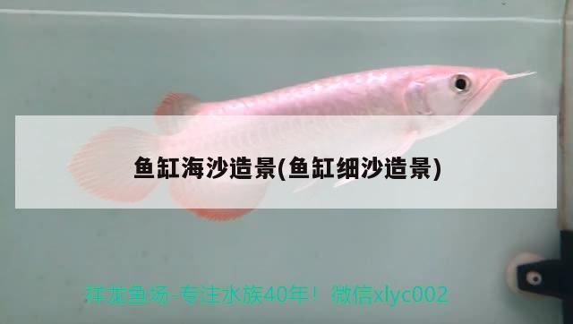 龍魚廠家哪家好 國內龍魚經銷商 龍魚廠家哪家好 國內龍魚經銷商 則道紅龍