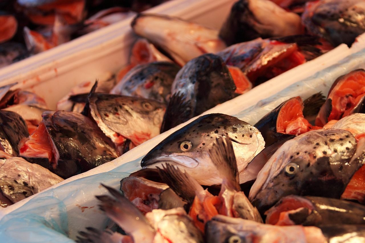 魚缸放進新魚老魚為啥都死了（新買的錦鯉千萬別直接入缸） 魚缸放進新魚老魚為啥都死了（新買的錦鯉千萬別直接入缸） 元寶鳳凰魚百科 第4張