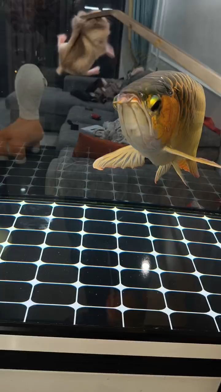水為財，魚鎮宅，有魚有水福自來。