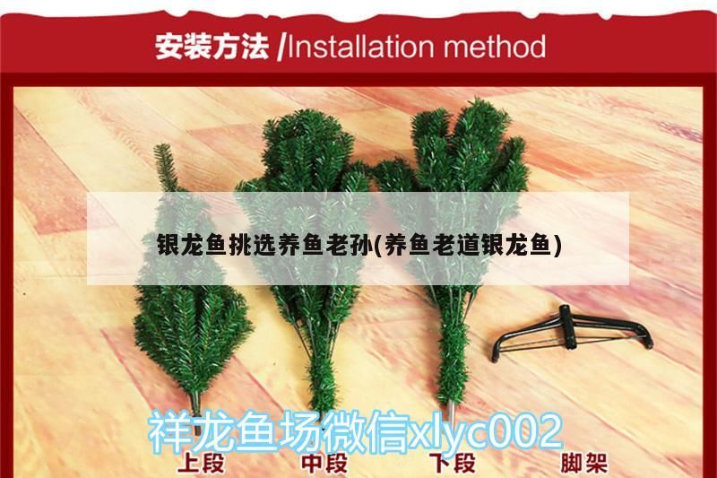 魚缸用增氧泵價格是多少:魚缸增氧機-xtrac增氧機-xtrac增氧機 銀龍魚挑選養(yǎng)魚老孫(養(yǎng)魚老道銀龍魚) 銀龍魚百科 銀龍魚挑選養(yǎng)魚老孫(養(yǎng)魚老道銀龍魚) 銀龍魚挑選養(yǎng)魚老孫(養(yǎng)魚老道銀龍魚) 銀龍魚百科