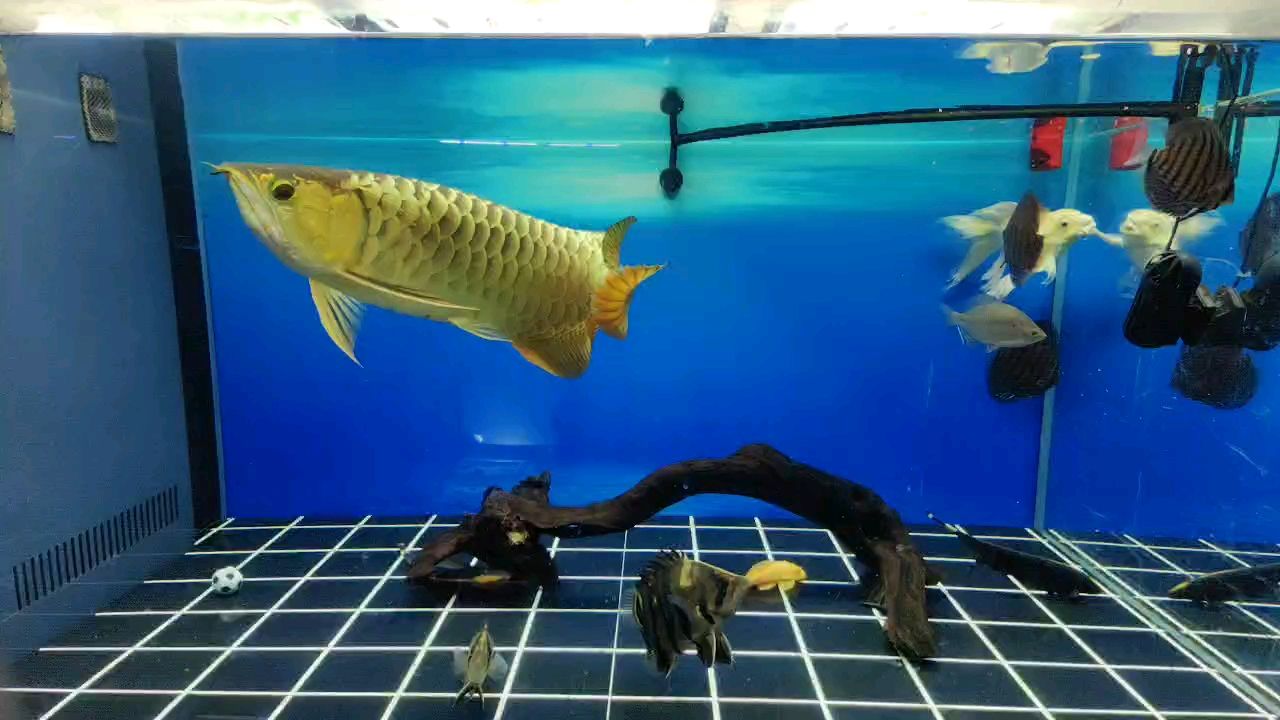 快樂的周末 龍魚論壇 第1張 快樂的周末 快樂的周末 龍魚論壇 第1張