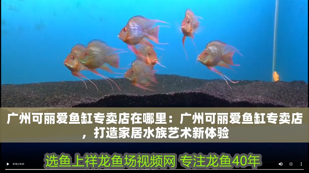 廣州可麗愛魚缸專賣店在哪里：廣州可麗愛魚缸專賣店，打造家居水族藝術新體驗 廣州可麗愛魚缸專賣店在哪里：廣州可麗愛魚缸專賣店，打造家居水族藝術新體驗 iwish愛唯希品牌魚缸 第1張