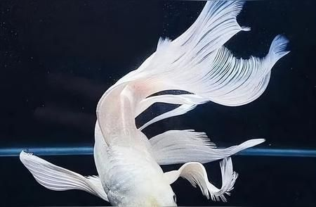 廣州蝴蝶鯉養(yǎng)殖場（廣州地區(qū)蝴蝶鯉養(yǎng)殖場信息整理，蝴蝶鯉養(yǎng)殖技術要點） 廣州蝴蝶鯉養(yǎng)殖場（廣州地區(qū)蝴蝶鯉養(yǎng)殖場信息整理，蝴蝶鯉養(yǎng)殖技術要點） 蝴蝶鯉百科 第2張