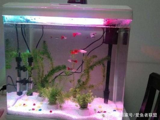 水族館加熱棒溫度怎么控制：如何控制水族館加熱棒溫度