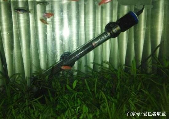 水族館加熱棒溫度怎么控制：如何控制水族館加熱棒溫度