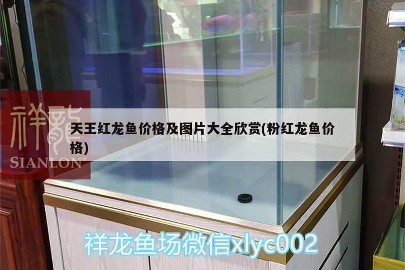 天王紅龍魚價格及圖片大全欣賞(粉紅龍魚價格)