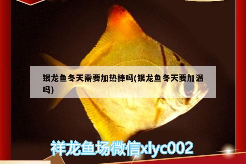 銀龍魚冬天需要加熱棒嗎(銀龍魚冬天要加溫嗎)