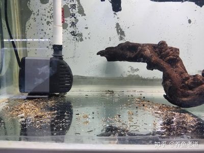 1.2米魚(yú)缸多高合適養(yǎng)魚(yú)：1.2米高的魚(yú)缸，養(yǎng)魚(yú)的注意事項(xiàng) 1.2米魚(yú)缸多高合適養(yǎng)魚(yú)：1.2米高的魚(yú)缸，養(yǎng)魚(yú)的注意事項(xiàng) 魚(yú)缸百科 第3張