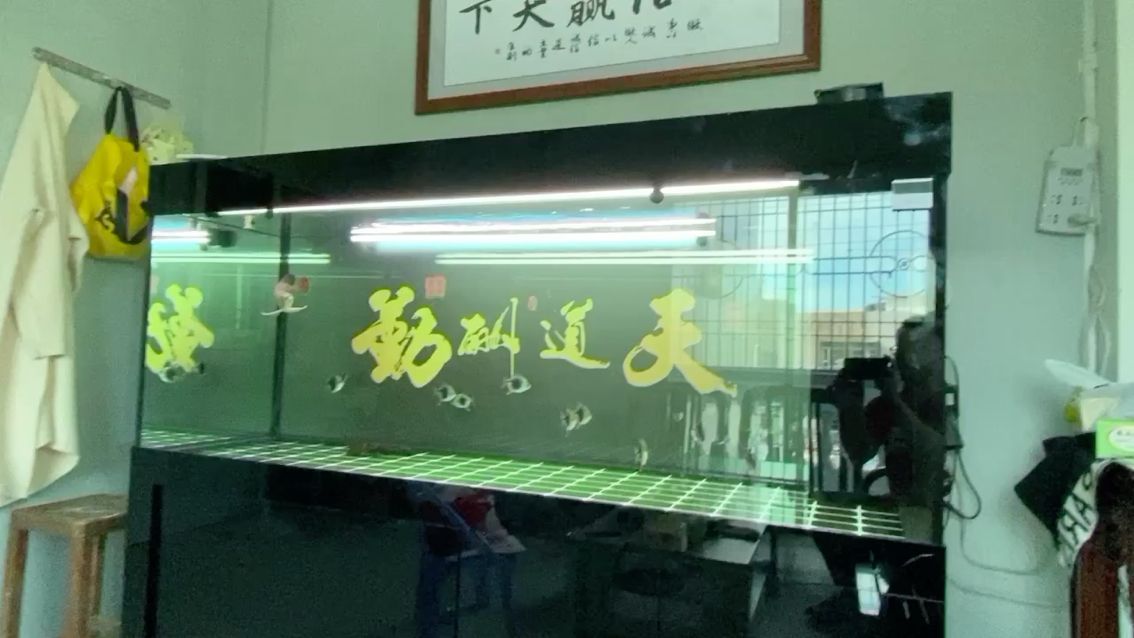 小魚終于習(xí)慣環(huán)境了 小魚終于習(xí)慣環(huán)境了 黃金貓魚百科