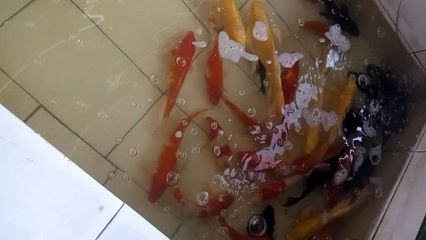 花草觀賞魚怎么養殖（《觀賞魚養殖技術》） 花草觀賞魚怎么養殖（《觀賞魚養殖技術》） 武吉美拉金龍魚 第1張