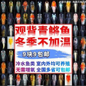 花草觀賞魚怎么養殖（《觀賞魚養殖技術》） 花草觀賞魚怎么養殖（《觀賞魚養殖技術》） 武吉美拉金龍魚 第2張