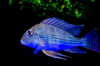 龍魚吃什么長(zhǎng)鰭尾好 龍魚吃什么長(zhǎng)鰭尾好 龍魚百科 第1張