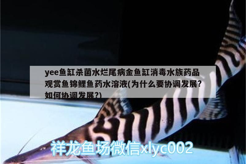 yee魚缸殺菌水爛尾病金魚缸消毒水族藥品觀賞魚錦鯉魚藥水溶液(為什么要協調發展?如何協調發展?)