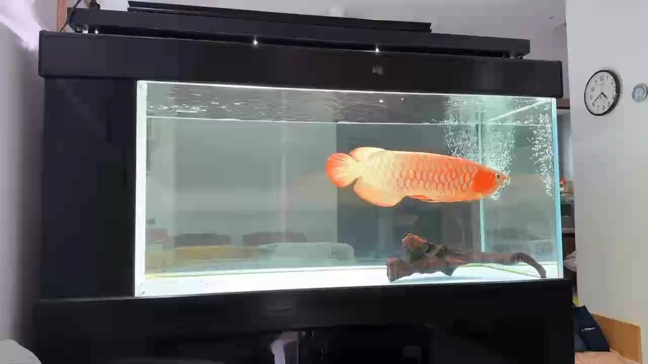 60多公分啦